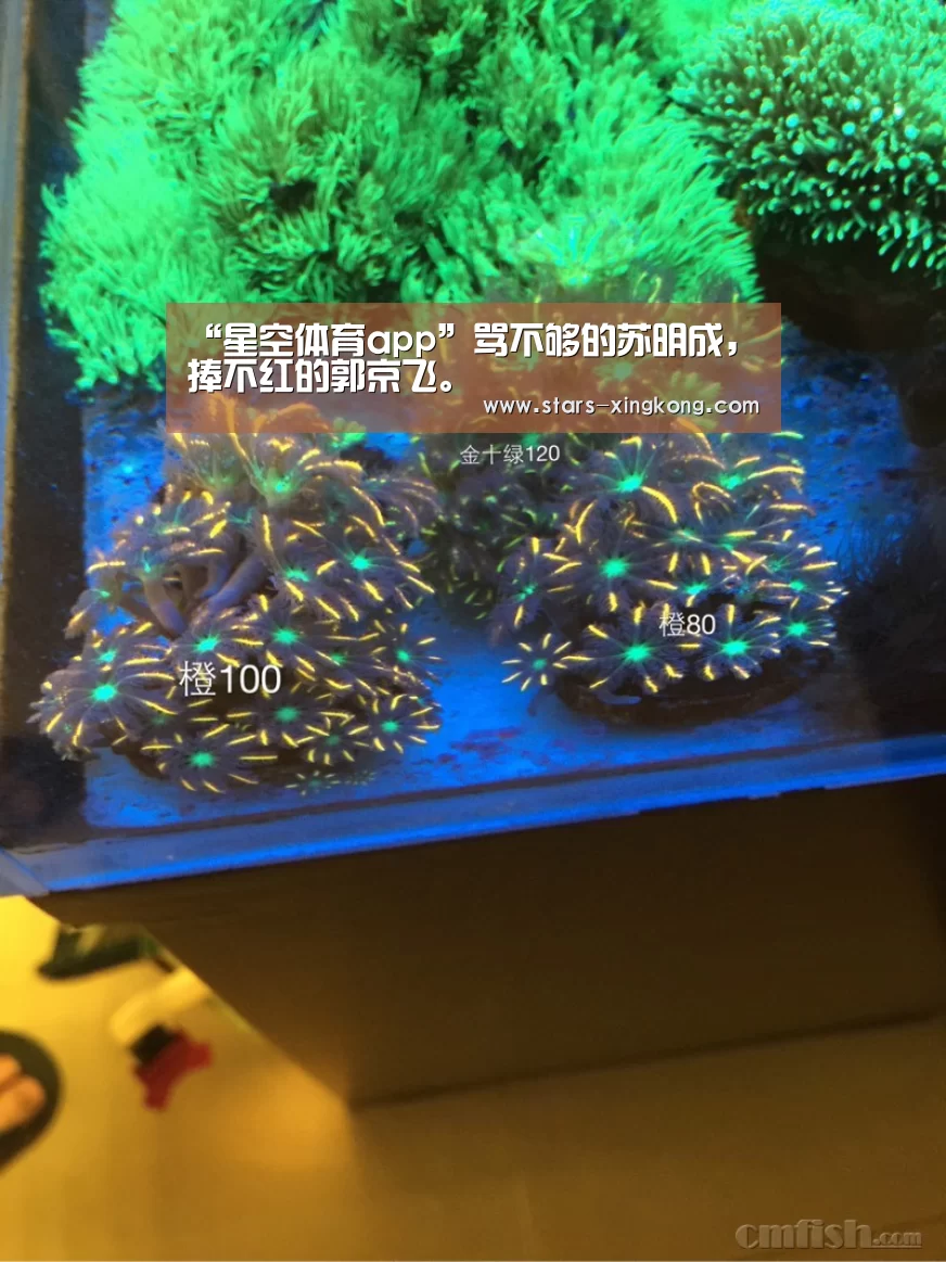 “星空体育app”骂不够的苏明成,捧不红的郭京飞。(图1) 星空体育app